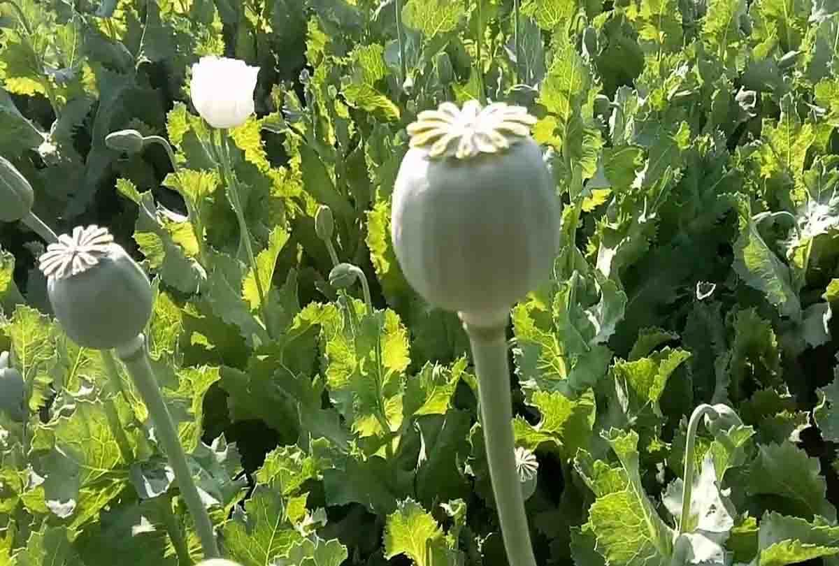 illegal Opium cultivation caught in up