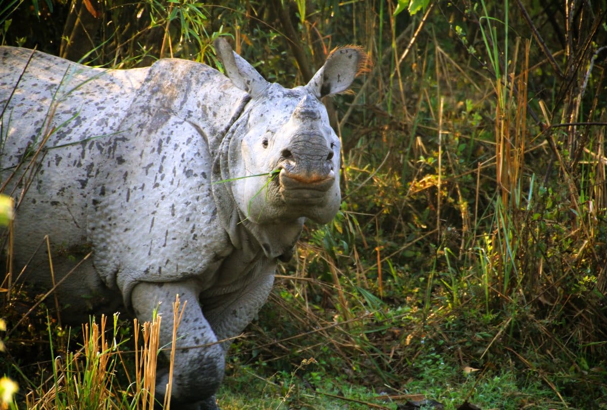 IRCTC offers 5 day Assam Meghalaya air package Here is price and tour details