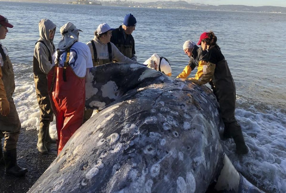 Philippines: Whale dies from gastric shock after eating 40 kg of plastic