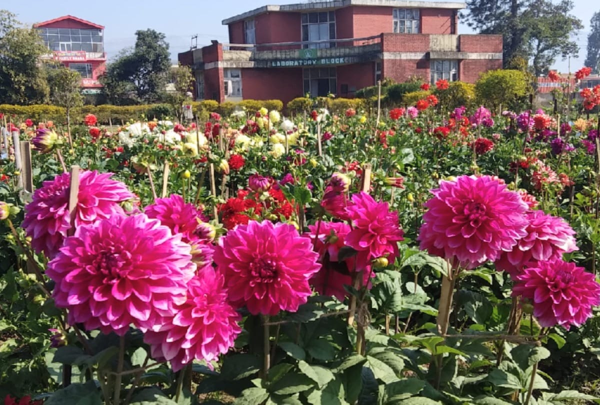 Research will be done on Dahlia flowers in Himachal
