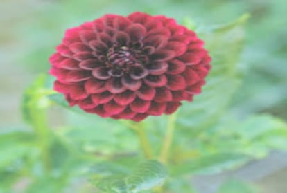 Research will be done on Dahlia flowers in Himachal