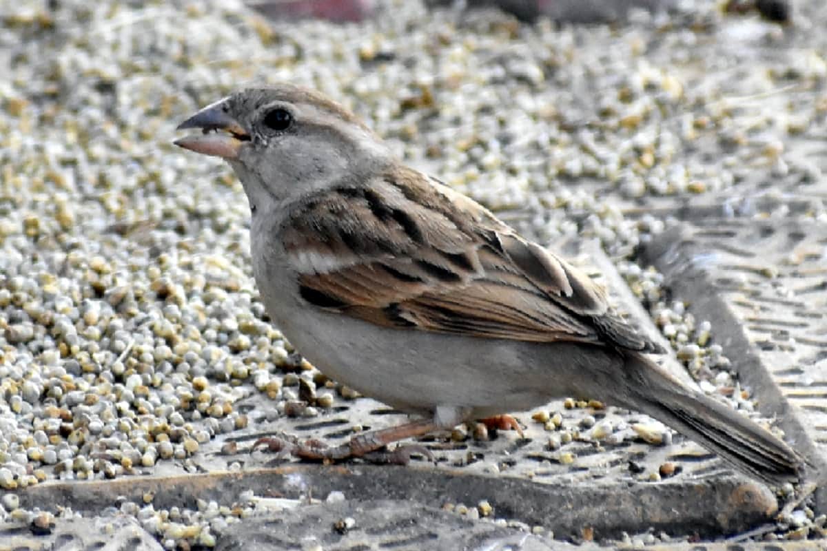 World Sparrow Day tips for how to save sparrow