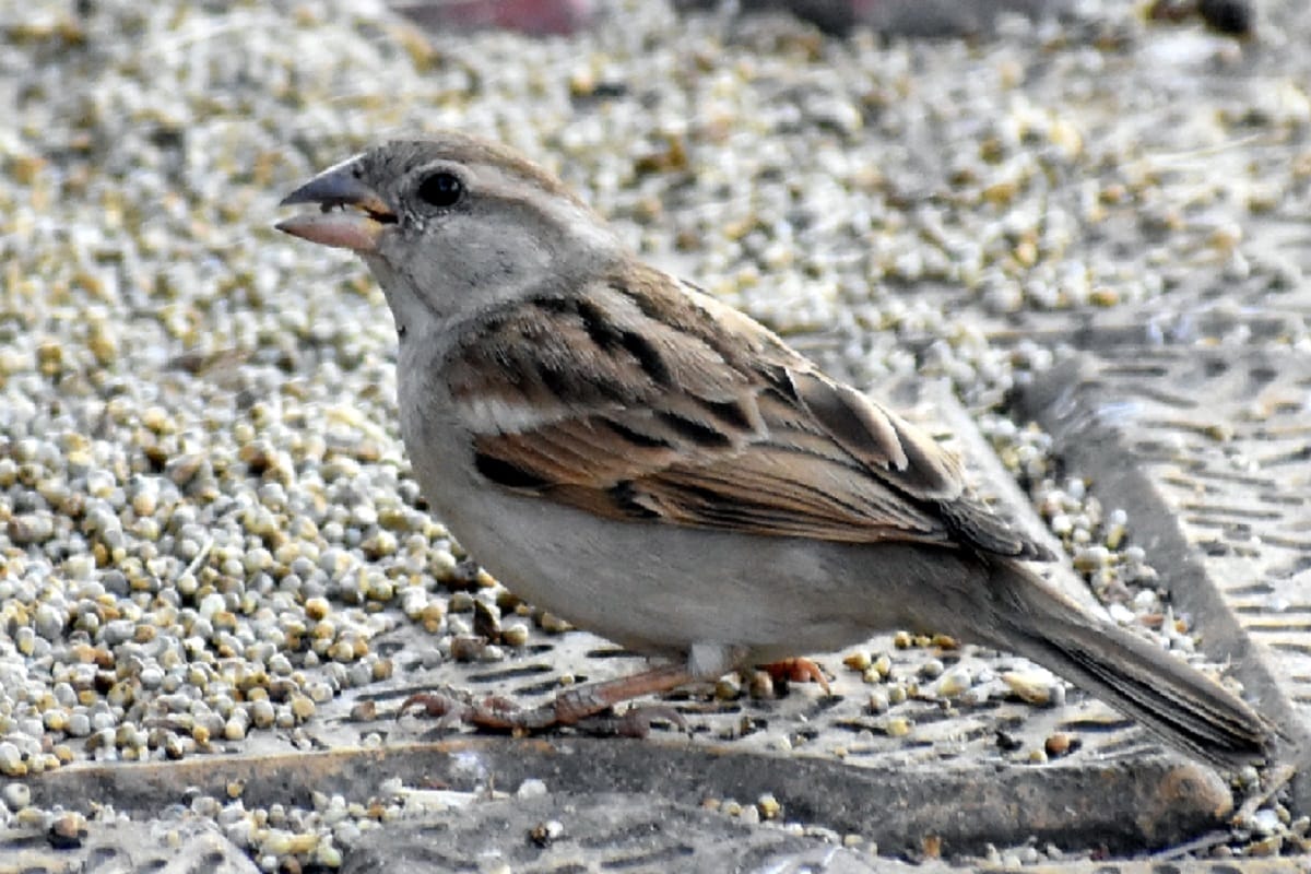 World Sparrow Day tips for how to save sparrow