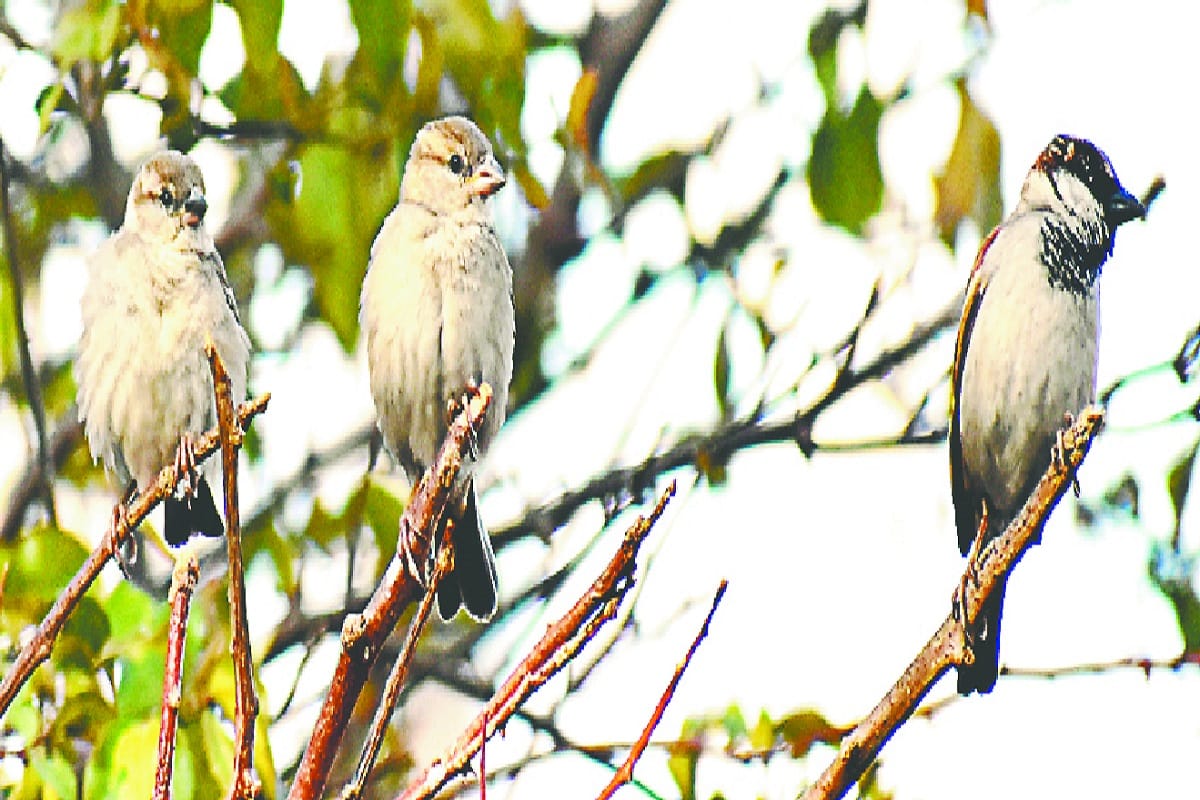 World sparrow day, Sparrow is fast decreasing in the cities of Uttar Pradesh