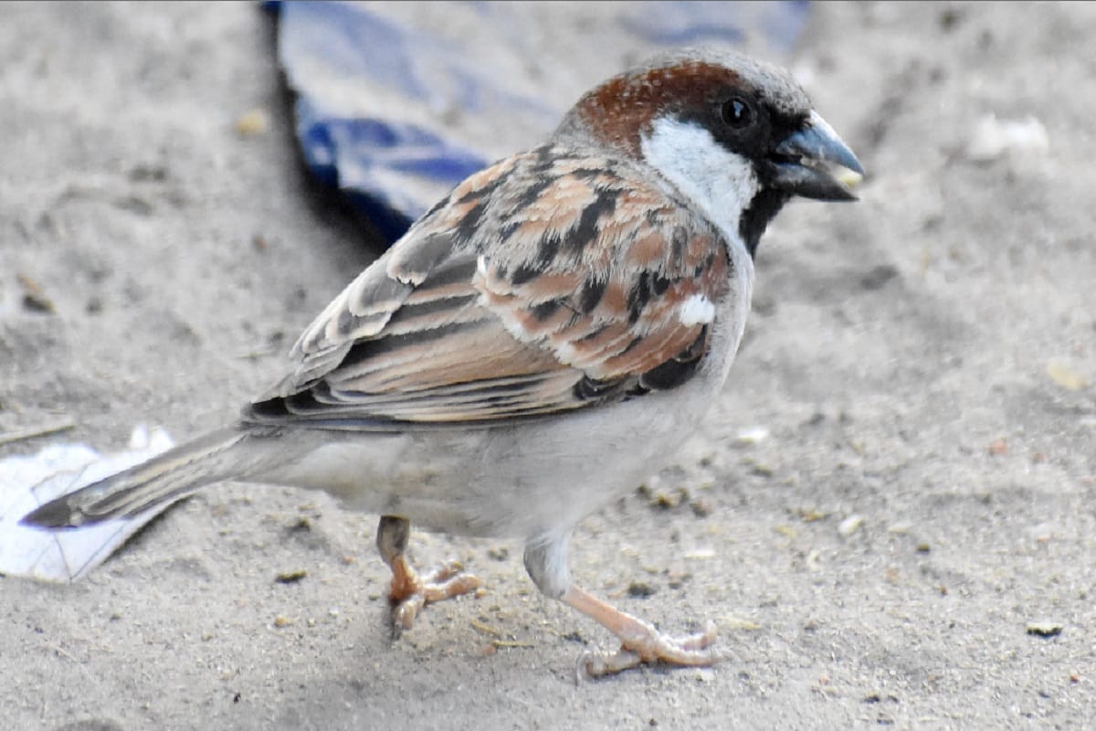 World Sparrow Day 2021: importance history and theme of world sparrow day in hindi