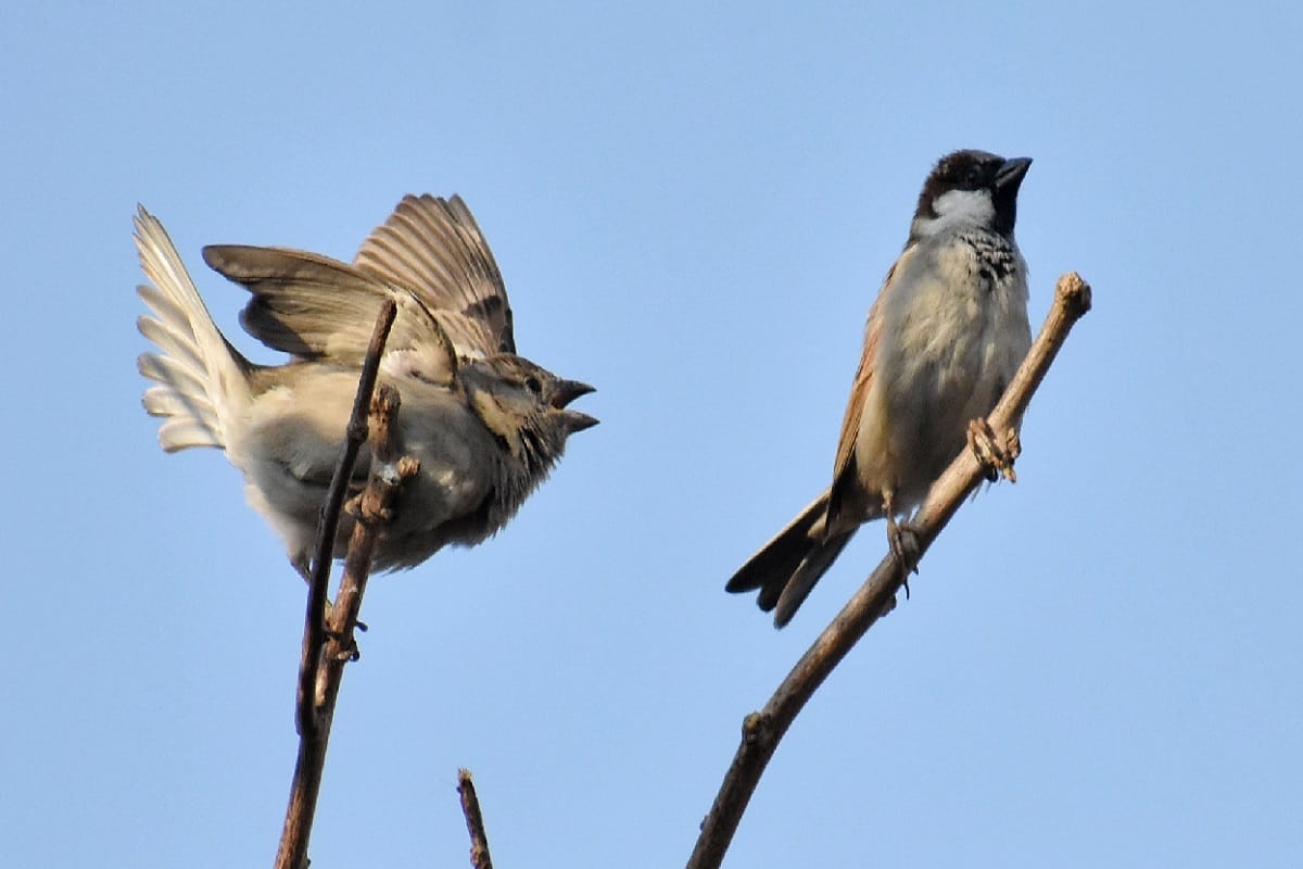 World sparrow day, Sparrow is fast decreasing in the cities of Uttar Pradesh