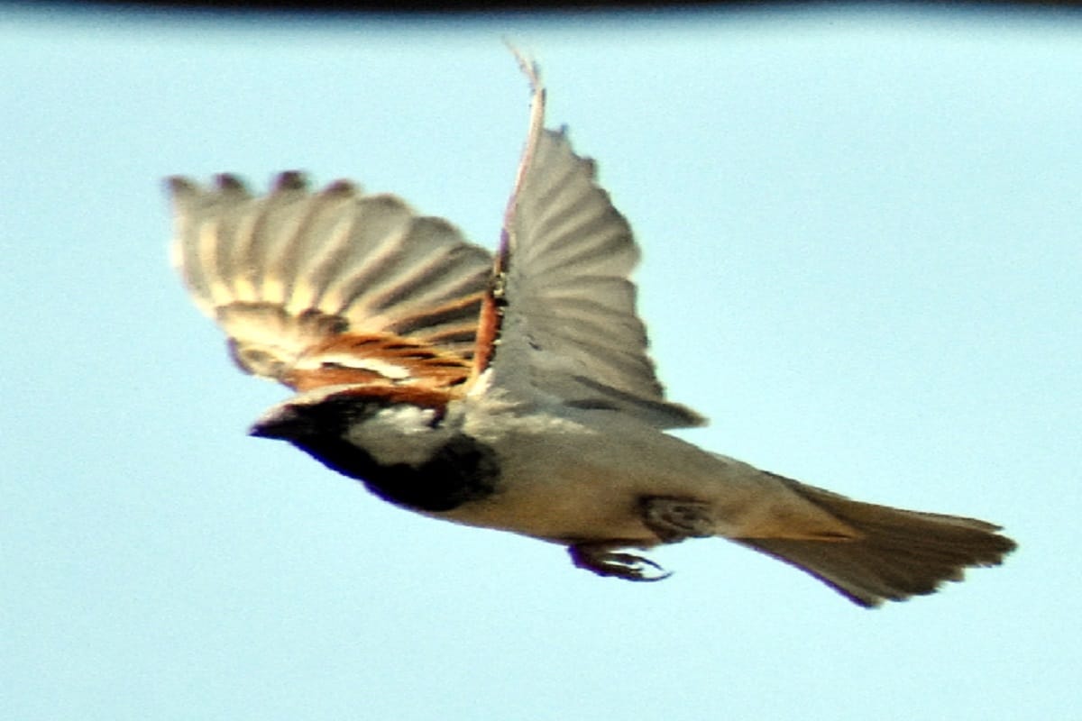 World sparrow day, Sparrow is fast decreasing in the cities of Uttar Pradesh