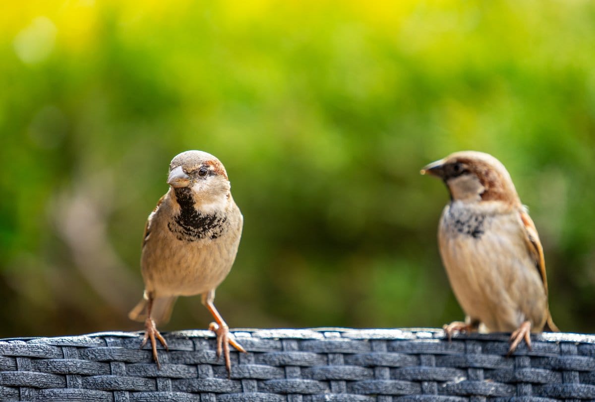 World Sparrow Day tips for how to save sparrow