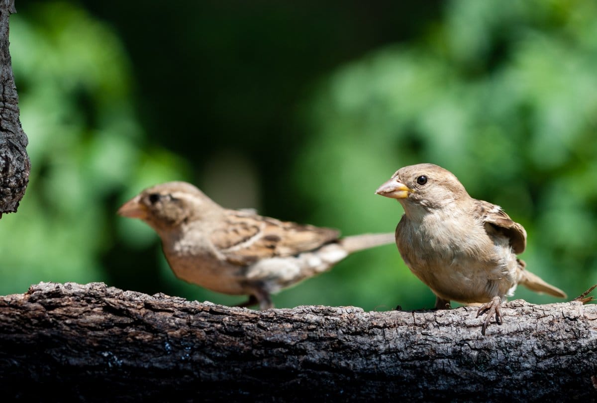 world sparrow day how the importance of this day for bird conservancy