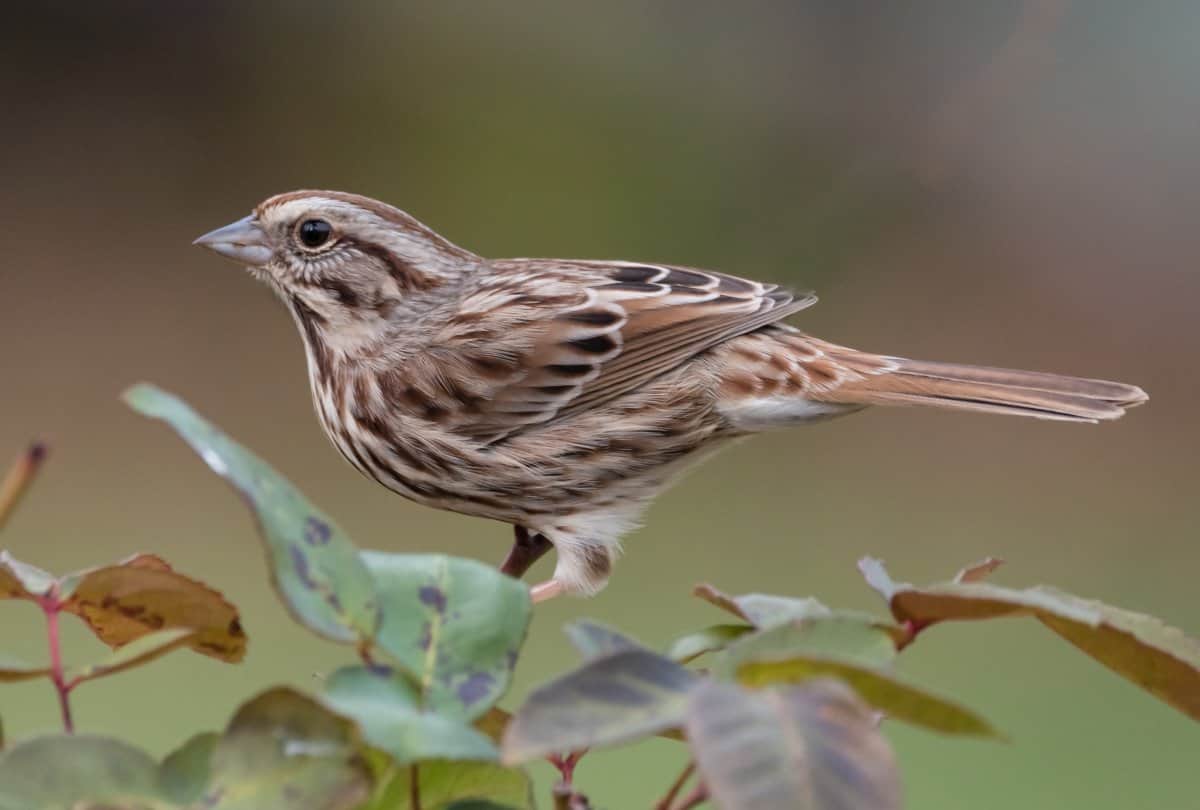 World Sparrow Day tips for how to save sparrow