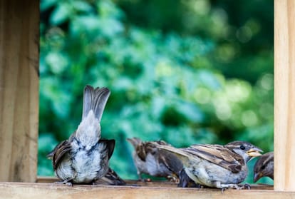 world sparrow day how the importance of this day for bird conservancy