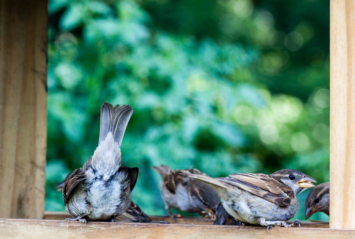 World Sparrow Day tips for how to save sparrow