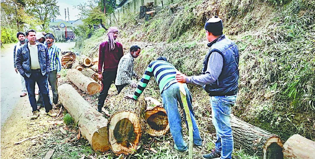 Trees cut near forest department office
