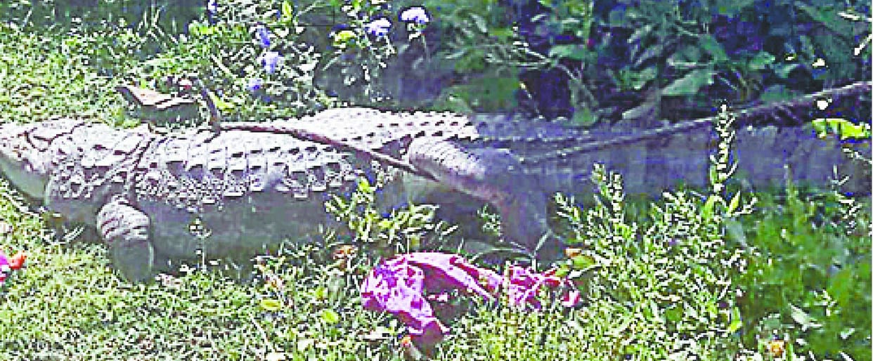Crocodile trapped in the trap while cleaning the pond