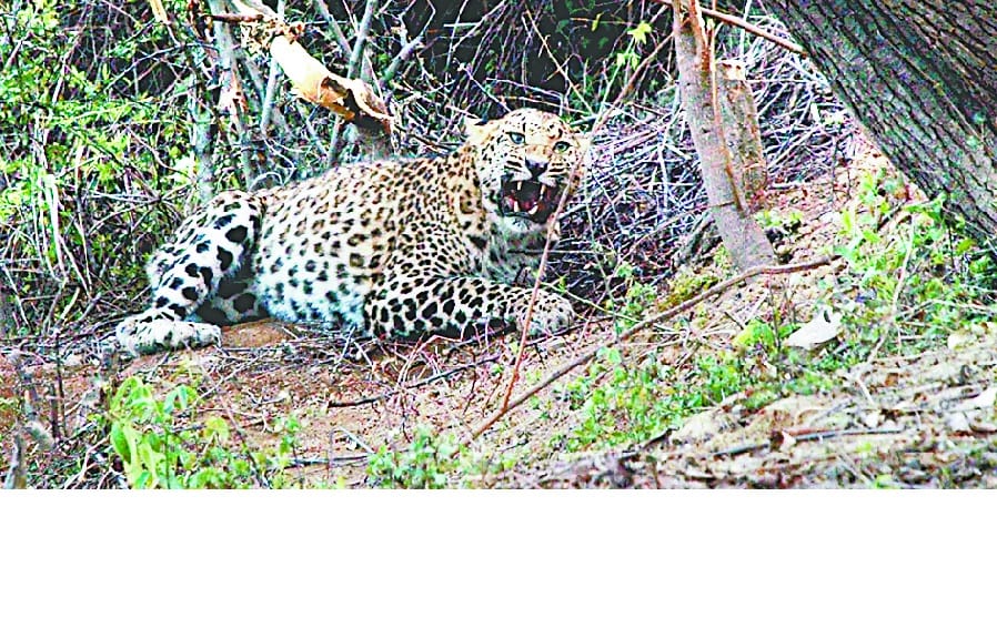 Leopard trapped in wire fences in Balacot