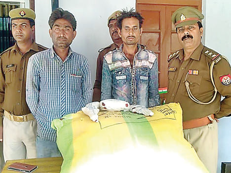 Arrested with a henchman with ganja and tamanche