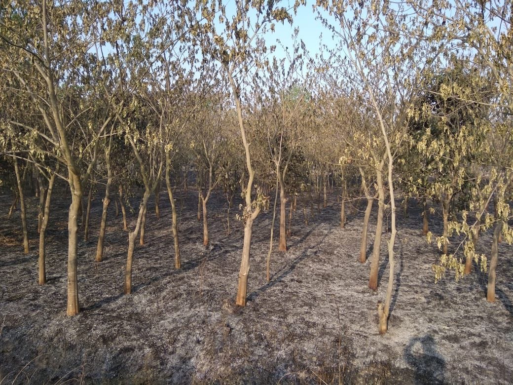 गुम गेंद नहीं मिली तो बच्चों ने जंगल में लगा दी आग