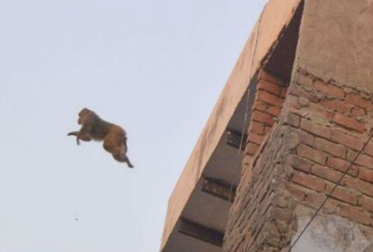 young man dies after monkey brick dropped from the roof in mathura