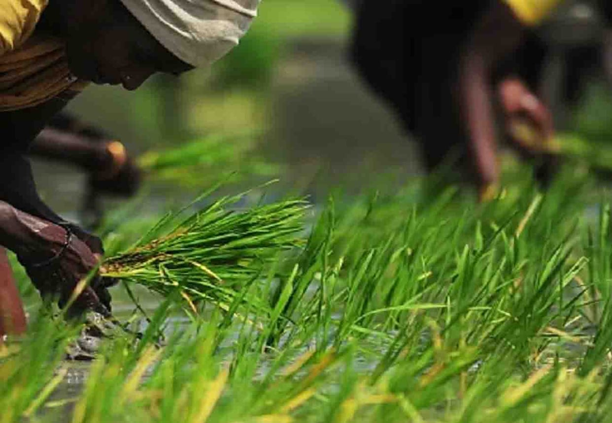 Two new online agriculture courses will start from March 25