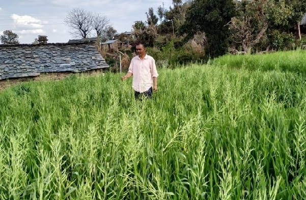 This time wheat production will also be in unorganized fields.
