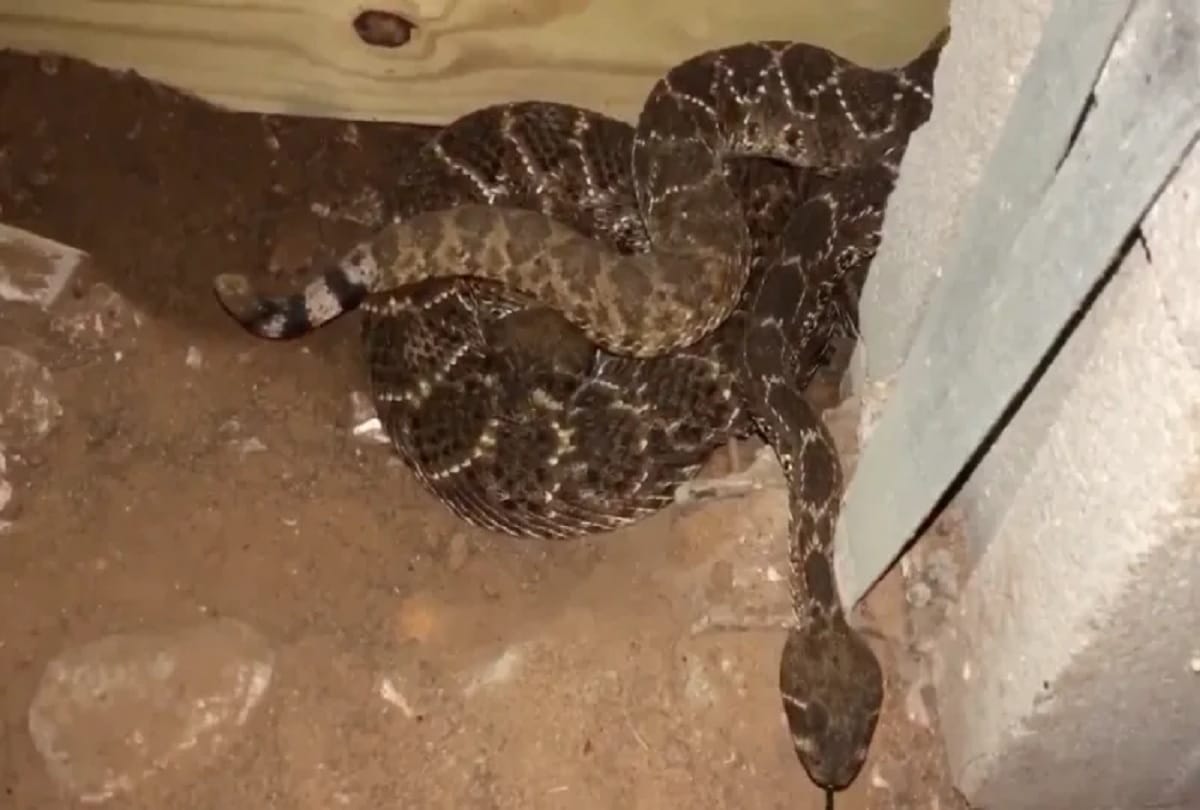 man finds 45 venomous rattlesnakes under house A Million Views For Video