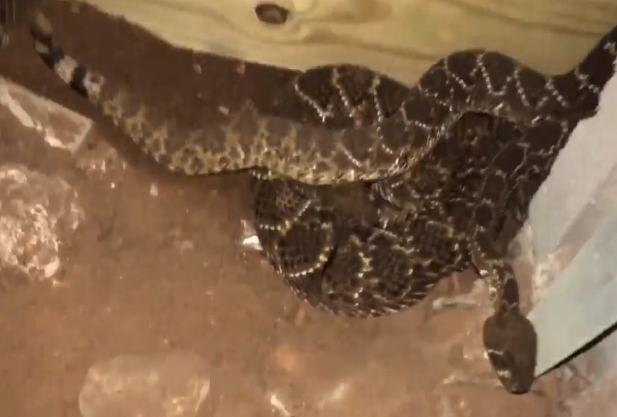 man finds 45 venomous rattlesnakes under house A Million Views For Video