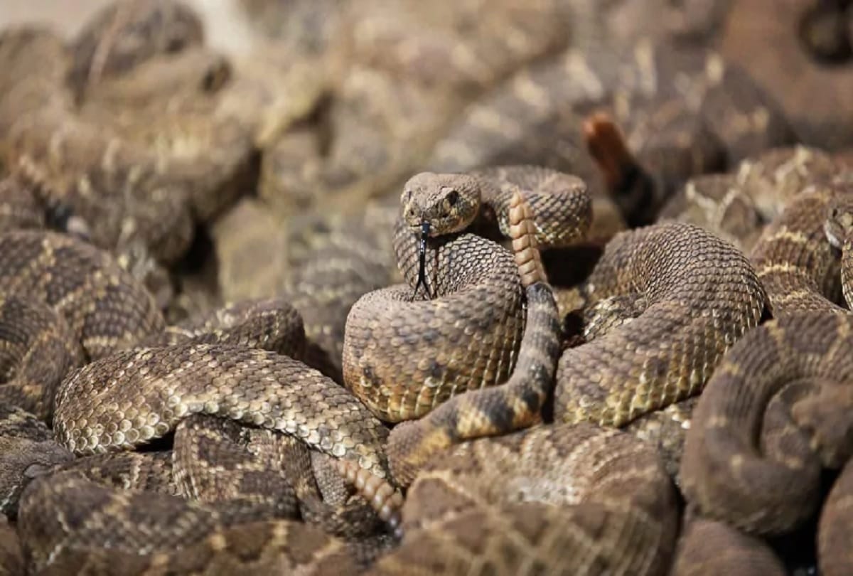 man finds 45 venomous rattlesnakes under house A Million Views For Video