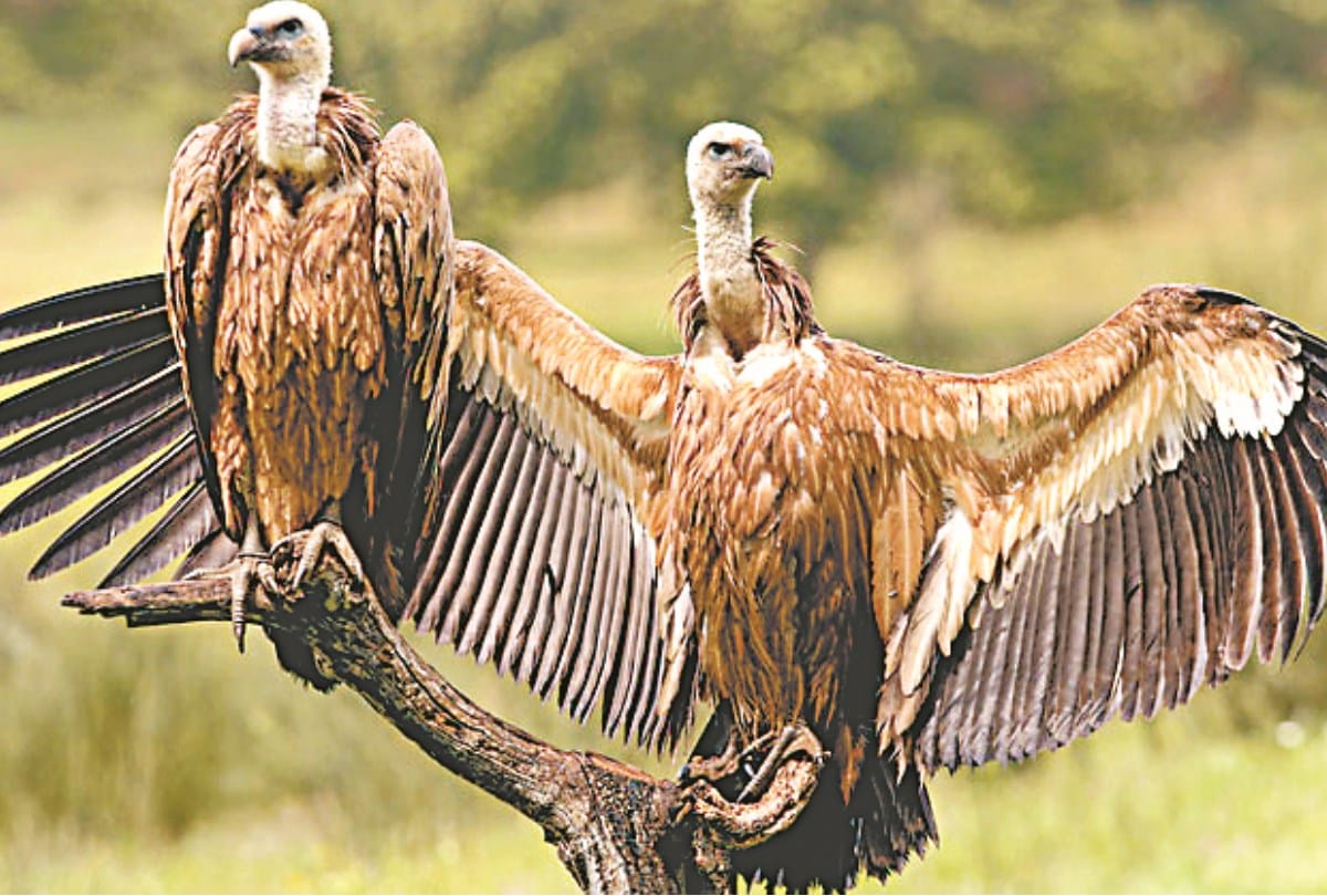 UP (Uttar Pradesh) First Jatayu Conservation Center will open in Campierganj gorakhpur