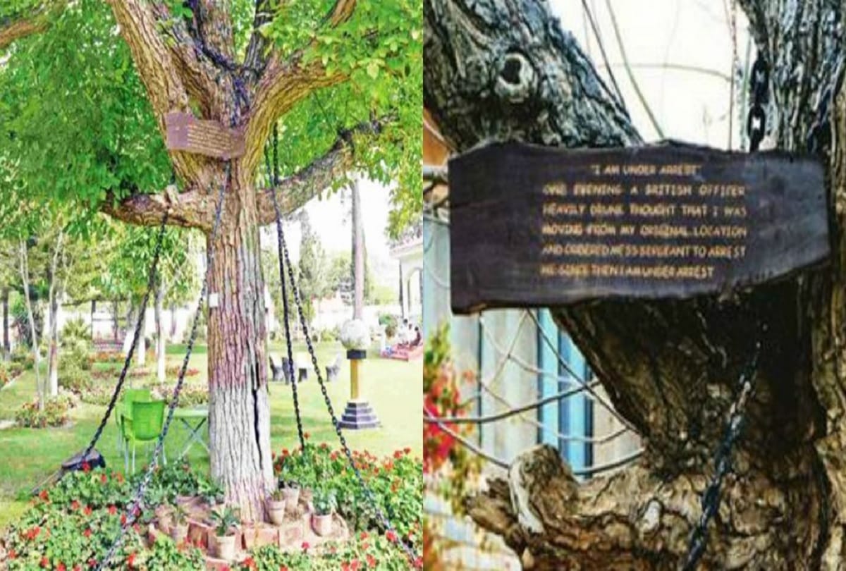 Banyan Tree is under arrest in pakistan Peshawar AND CHAINED for more than 100 year see pictures