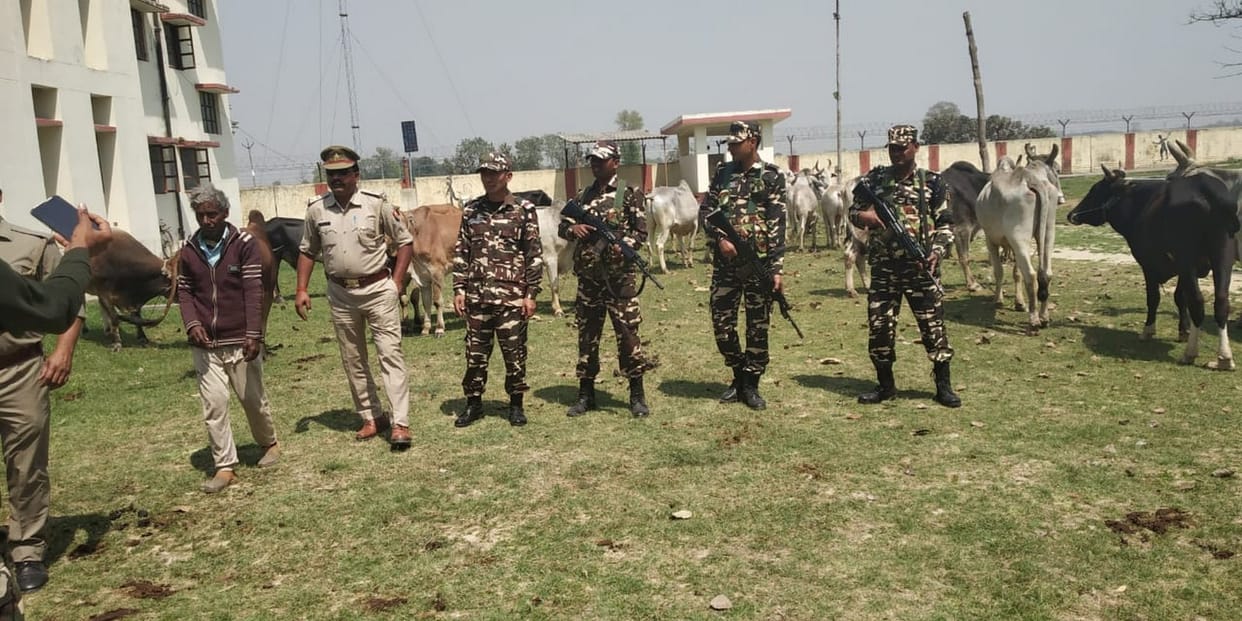 एसएसबी ने 30 बैलों को मुक्त कराया