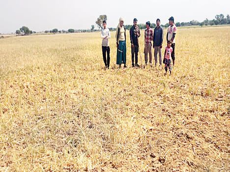 Anna's cattle grazed 28 bigha crop