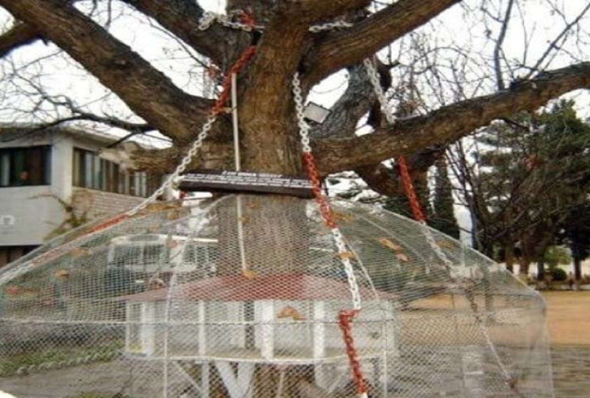 Banyan Tree is under arrest in pakistan Peshawar AND CHAINED for more than 100 year see pictures