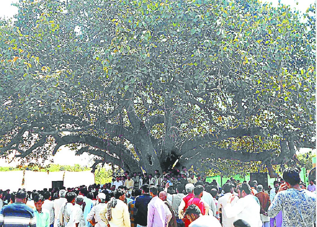 जिले में लगाए जाएंगे 15.68 लाख पौधे