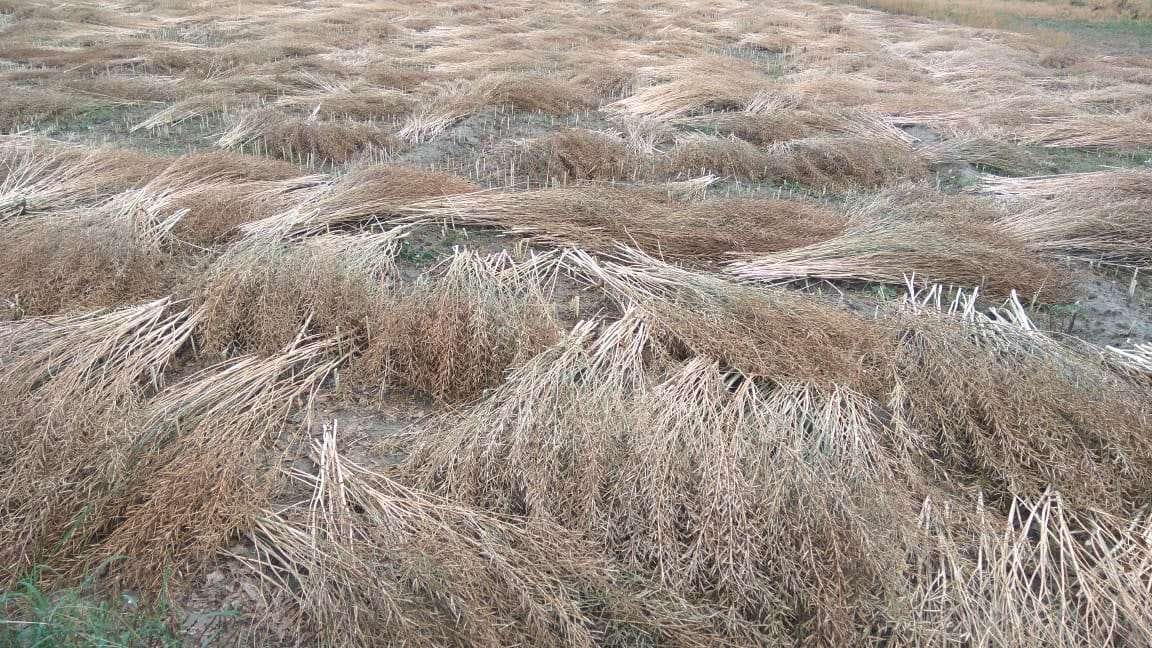 Loss of crops from rain, wet