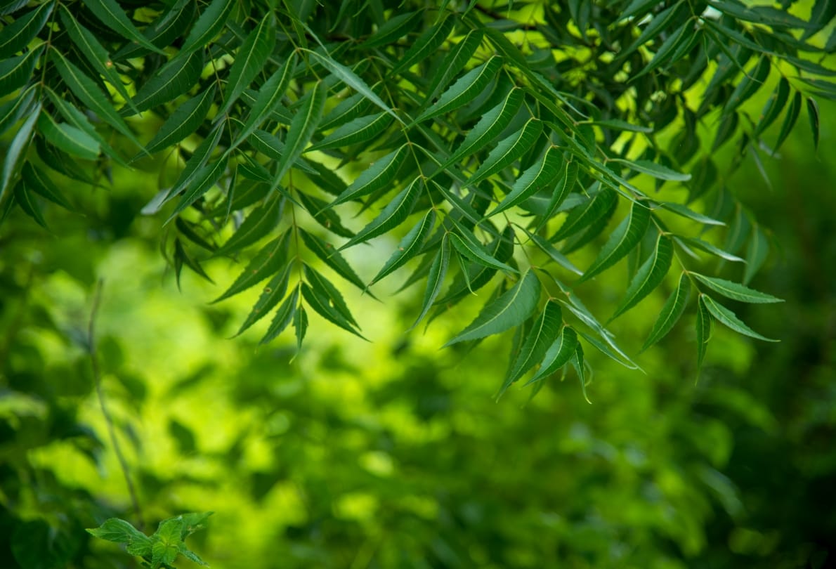 best home remedy for hair growth and thickness with neem leaves and onion