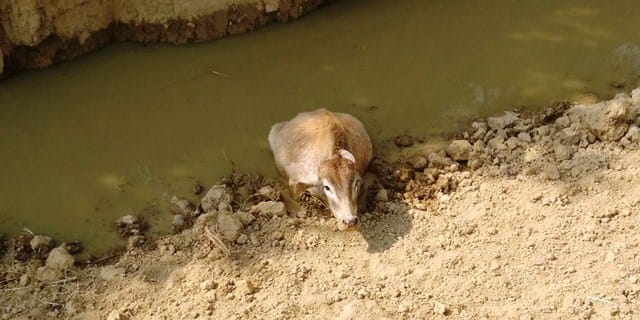 -starved 12 animals from hunger and thirst
