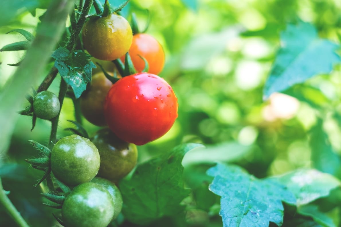 amazing medicinal benefits of tomato for diseases