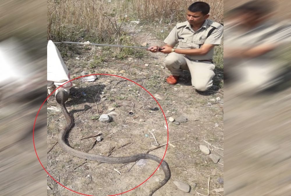 Giant Cobra snake found in school at dehradun rescue photos 