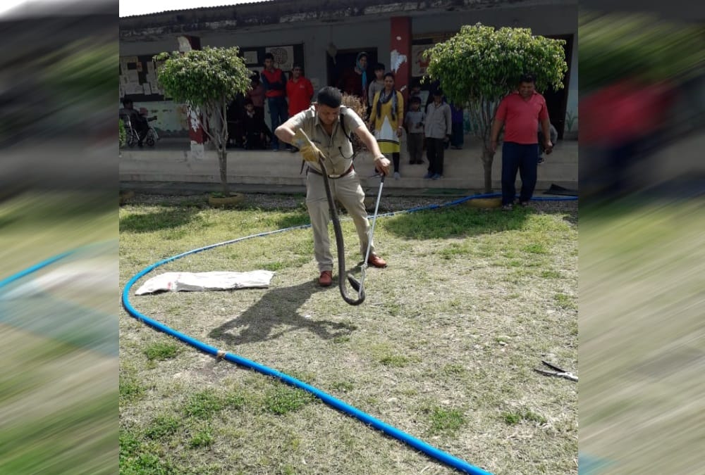 Giant Cobra snake found in school at dehradun rescue photos 