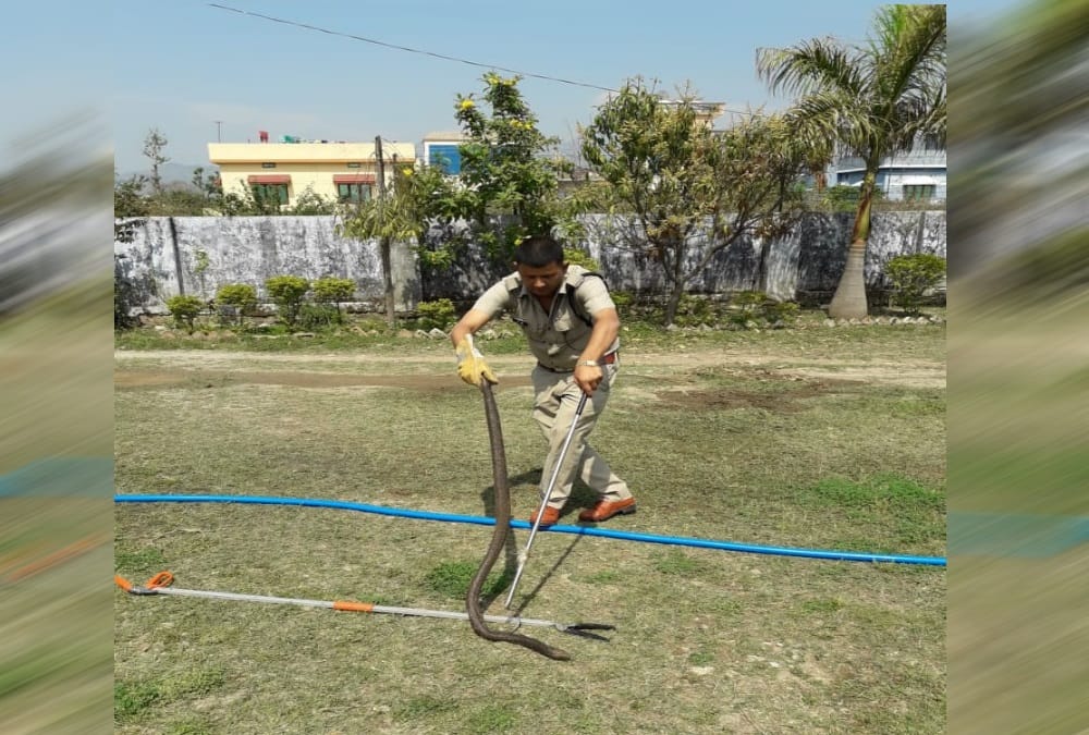 Giant Cobra snake found in school at dehradun rescue photos 