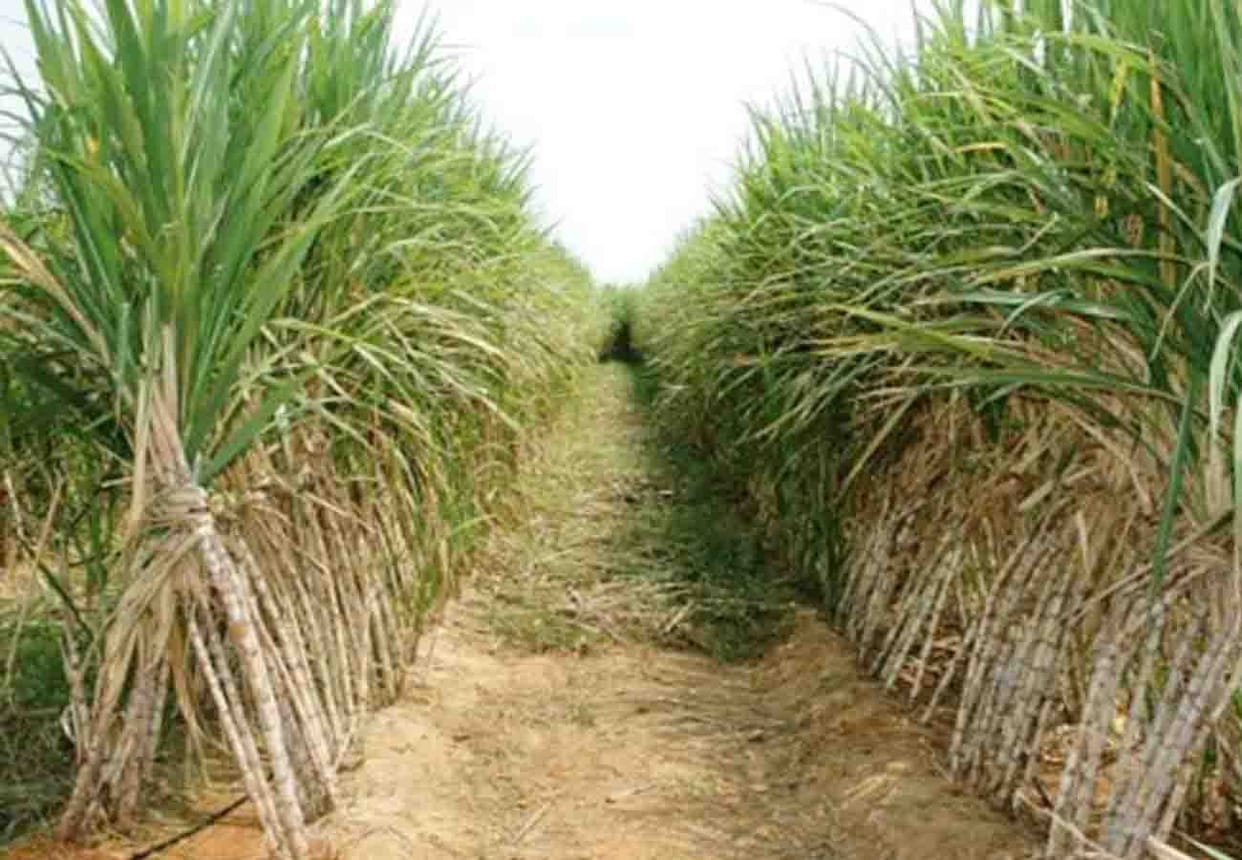 attempt to sexual abuse a female player by dragging her into the sugarcane field in baghpat