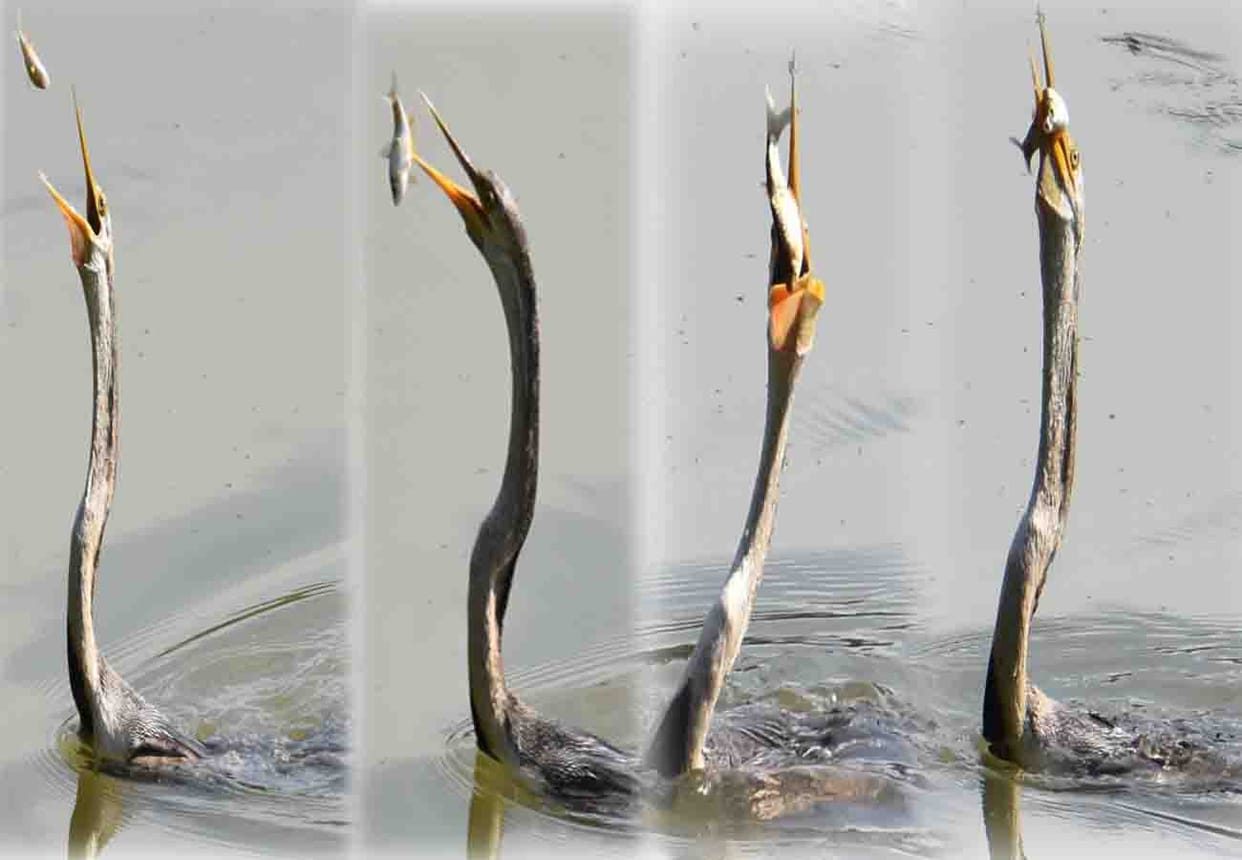 See how Grey Heron Hunting a fish in lake