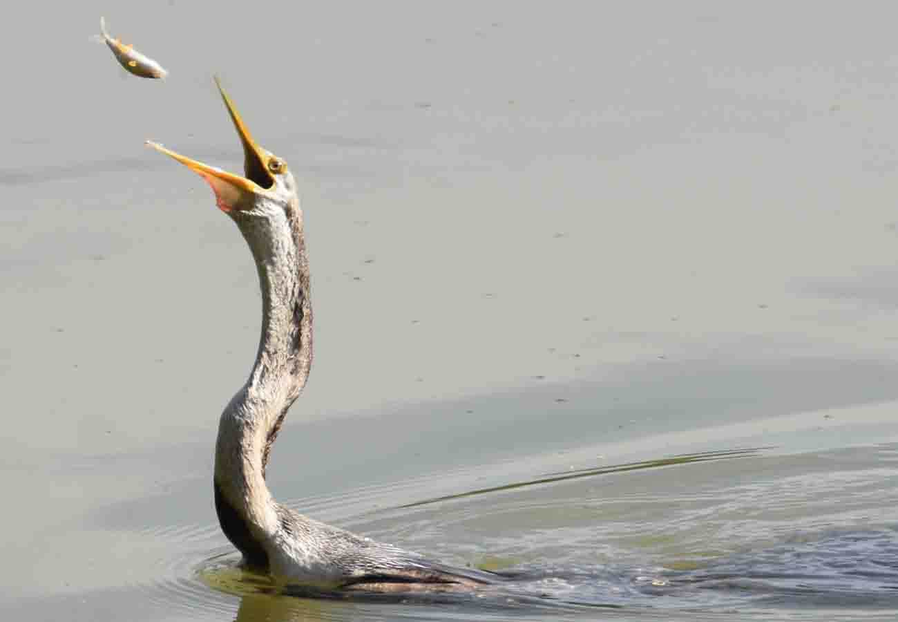 See how Grey Heron Hunting a fish in lake