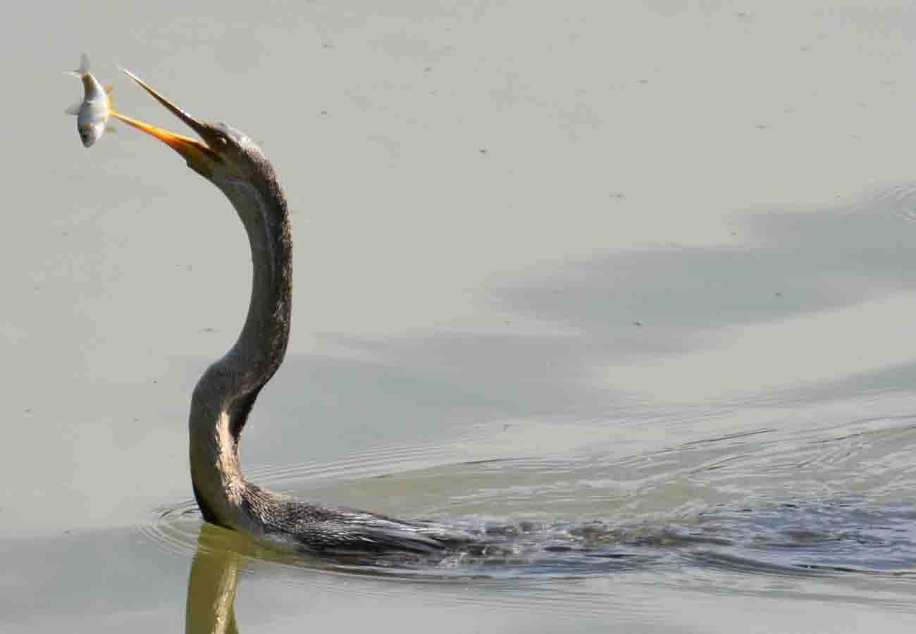 See how Grey Heron Hunting a fish in lake