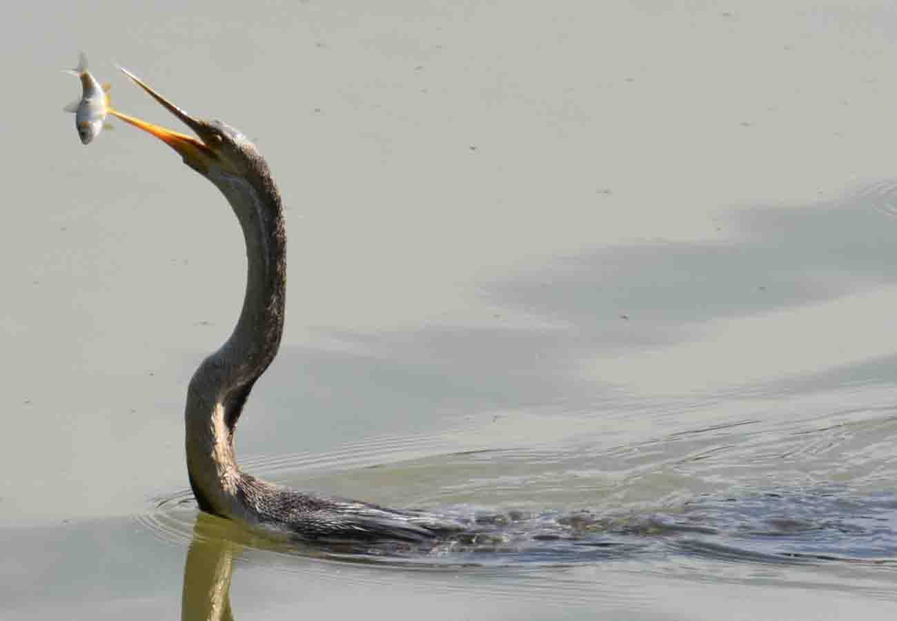 See how Grey Heron Hunting a fish in lake