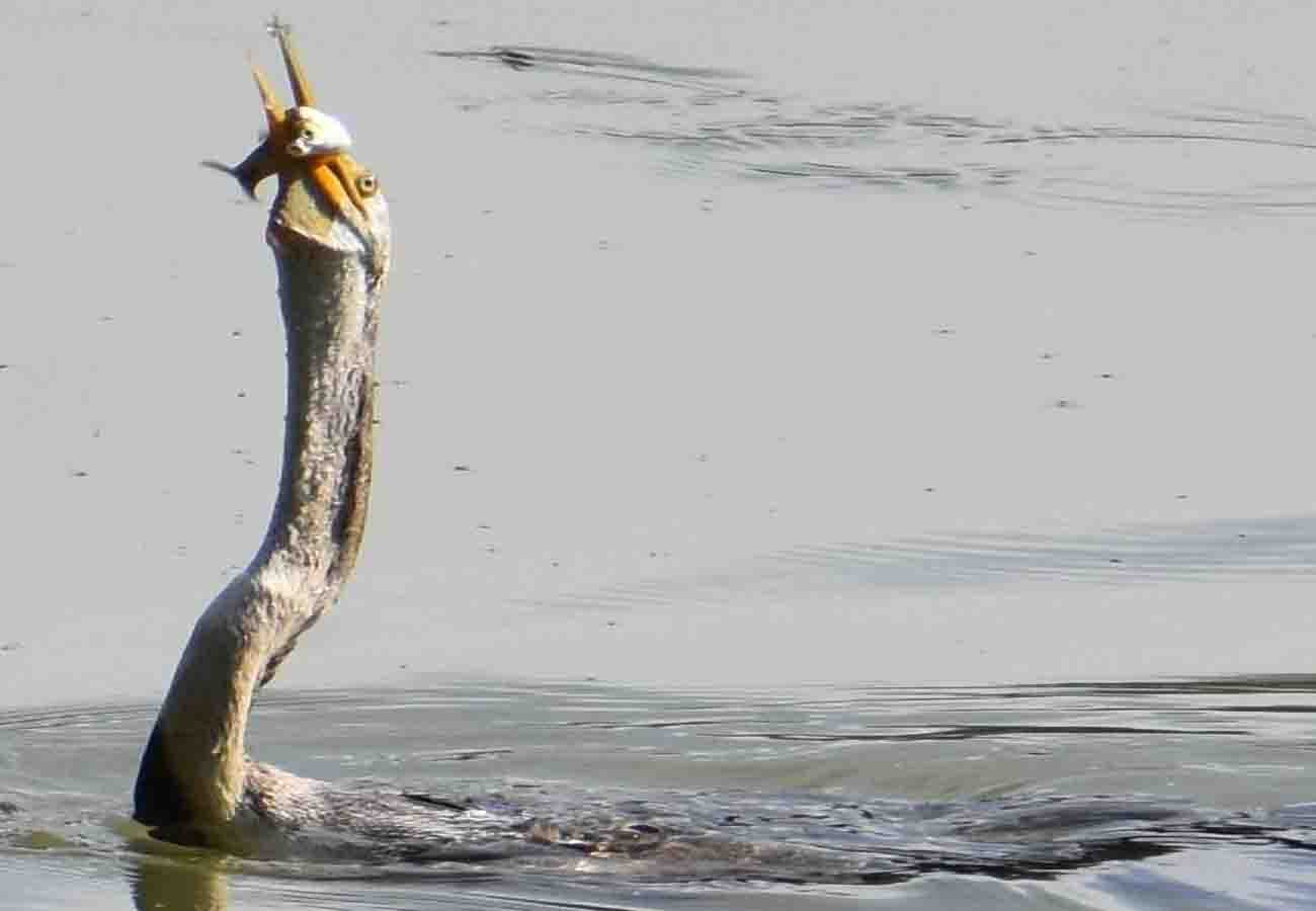 See how Grey Heron Hunting a fish in lake