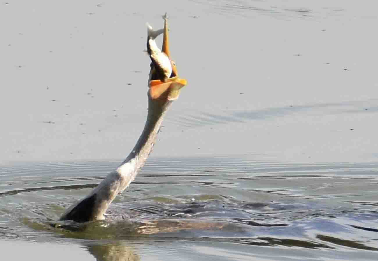 See how Grey Heron Hunting a fish in lake