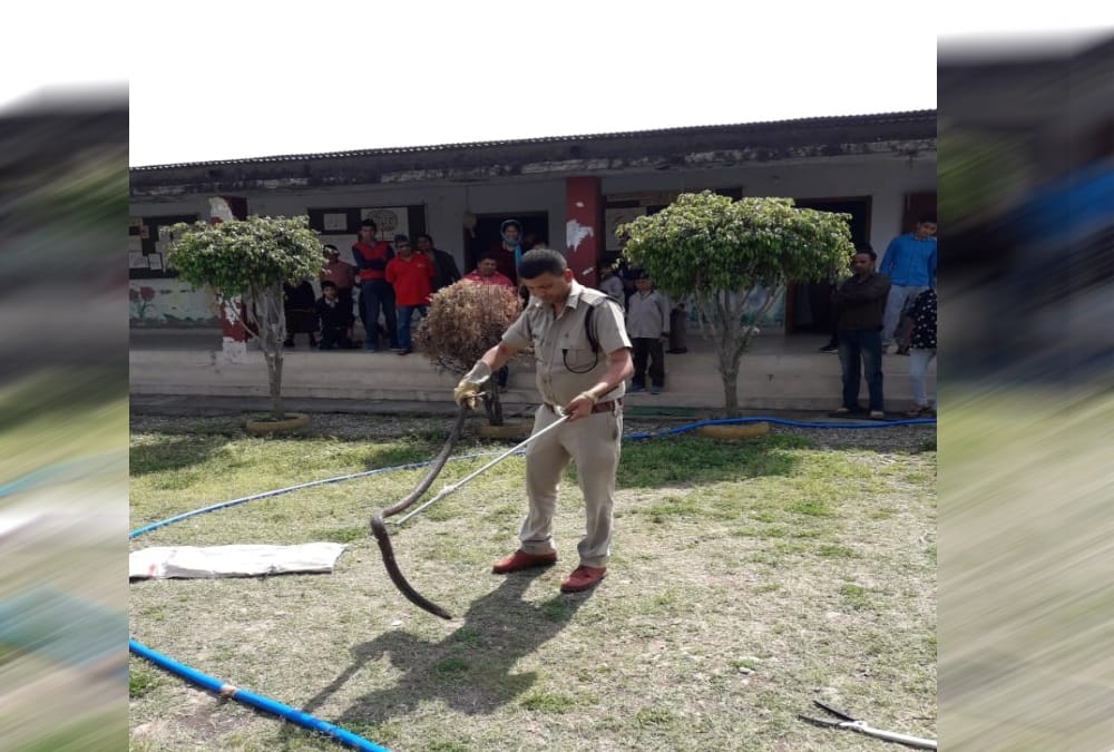 Giant Cobra snake found in school at dehradun rescue photos 