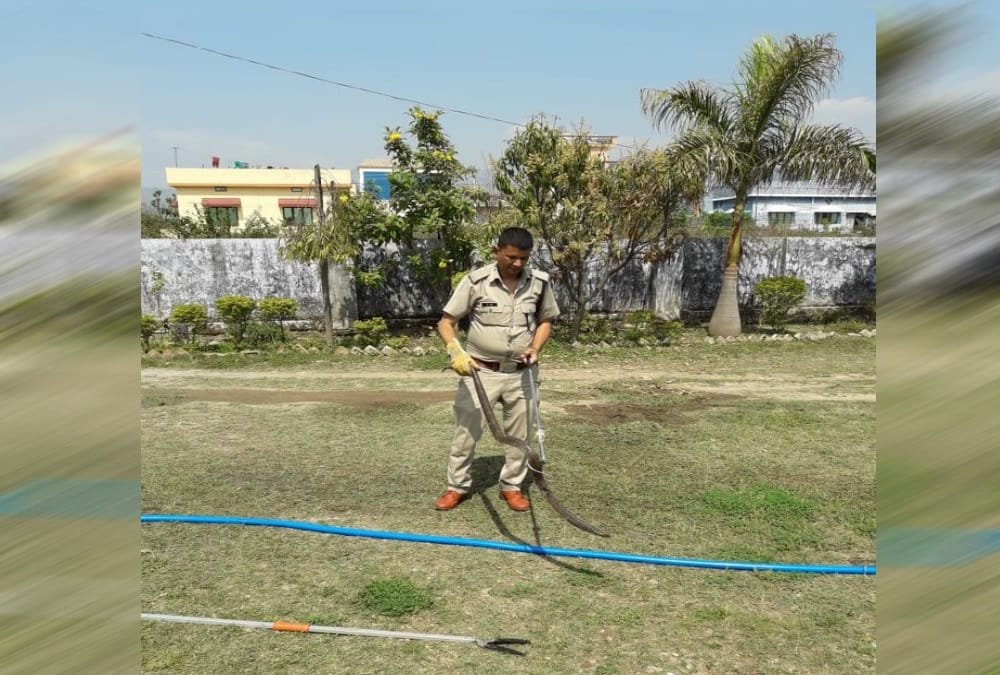 Giant Cobra snake found in school at dehradun rescue photos 