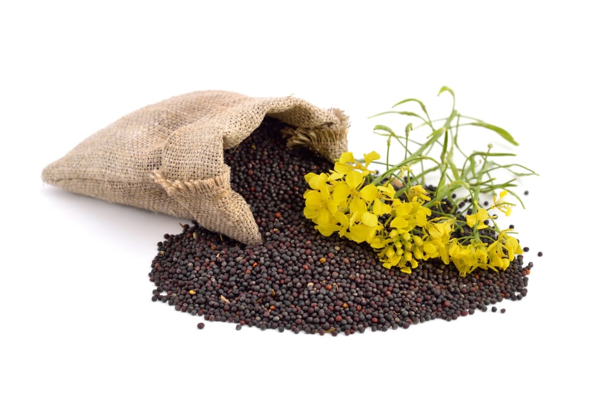astrology tips These measures of rye provide relief from bad eyesight, bad luck ends